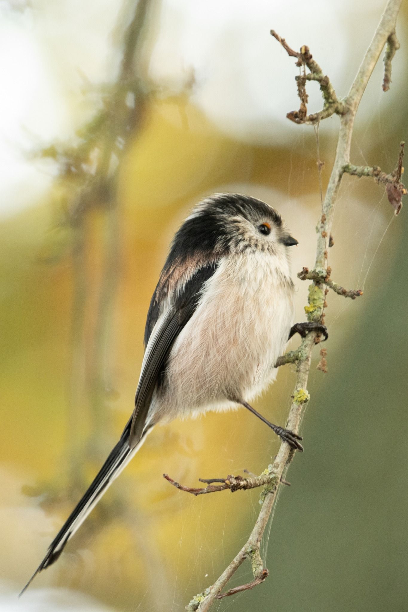 Long tailed Tit 